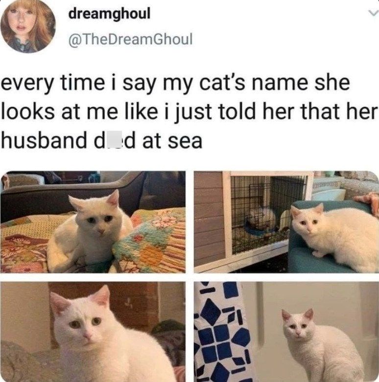 dreamghoul @TheDreamGhoul every time i say my cat's name she looks at me like i just told her that her husband dad at sea
