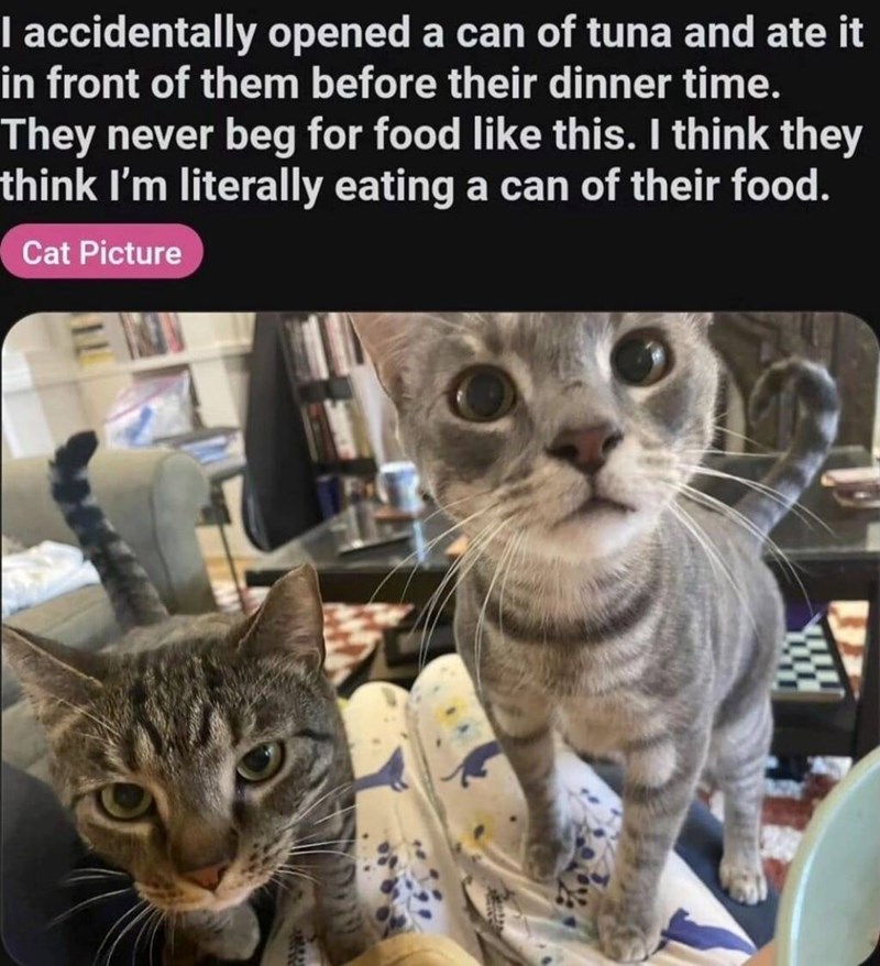 I accidentally opened a can of tuna and ate it in front of them before their dinner time. They never beg for food like this. I think they think I'm literally eating a can of their food. Cat Picture