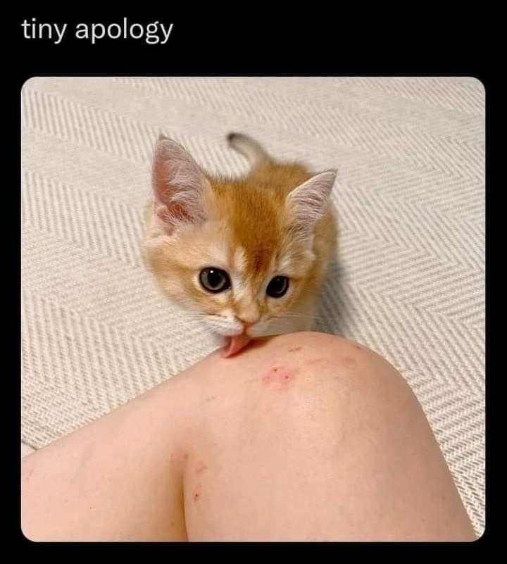 tiny apology