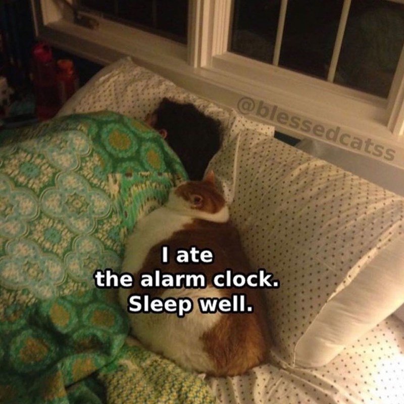 @blessedcatss I ate the alarm clock. Sleep well.