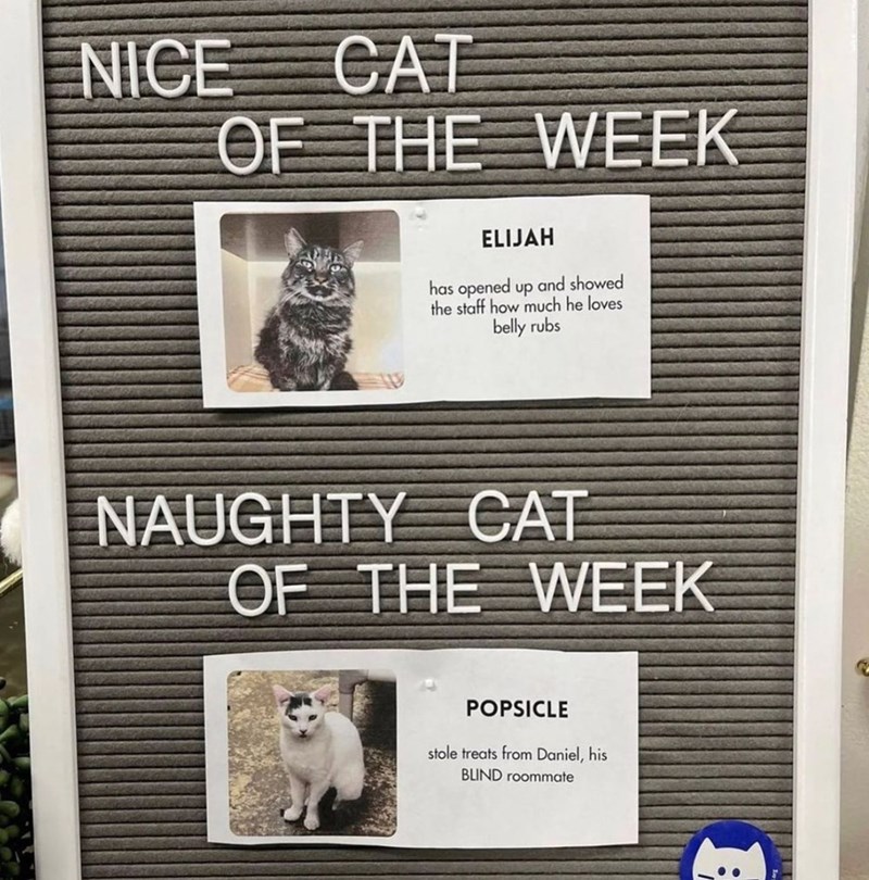 NICE CAT OF THE WEEK ELIJAH has opened up and showed the staff how much he loves belly rubs NAUGHTY CAT OF THE WEEK POPSICLE stole treats from Daniel, his BLIND roommate