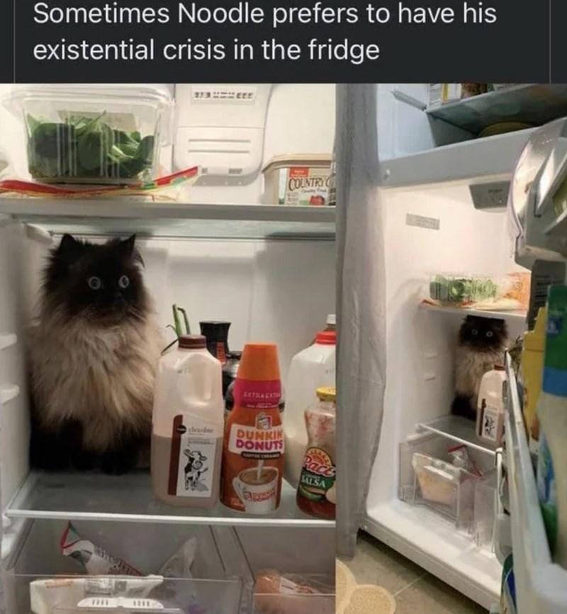 Sometimes Noodle prefers to have his existential crisis in the fridge n HE EXTRAEXTI COUNTRY decolse DUNKIN DONUTS Pack SALSA