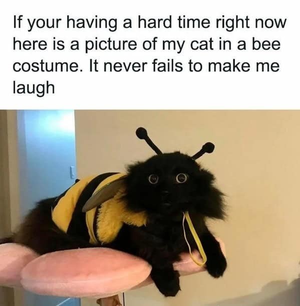 If your having a hard time right now here is a picture of my cat in a bee costume. It never fails to make me laugh