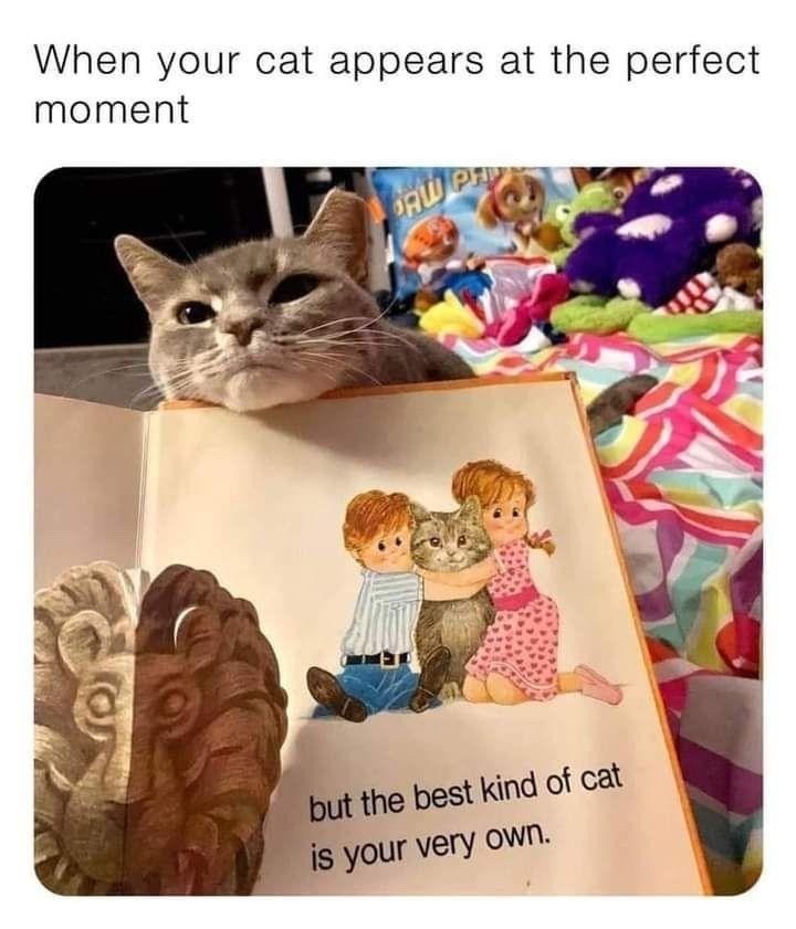 When your cat appears at the perfect moment PAW PA but the best kind of cat is your very own.