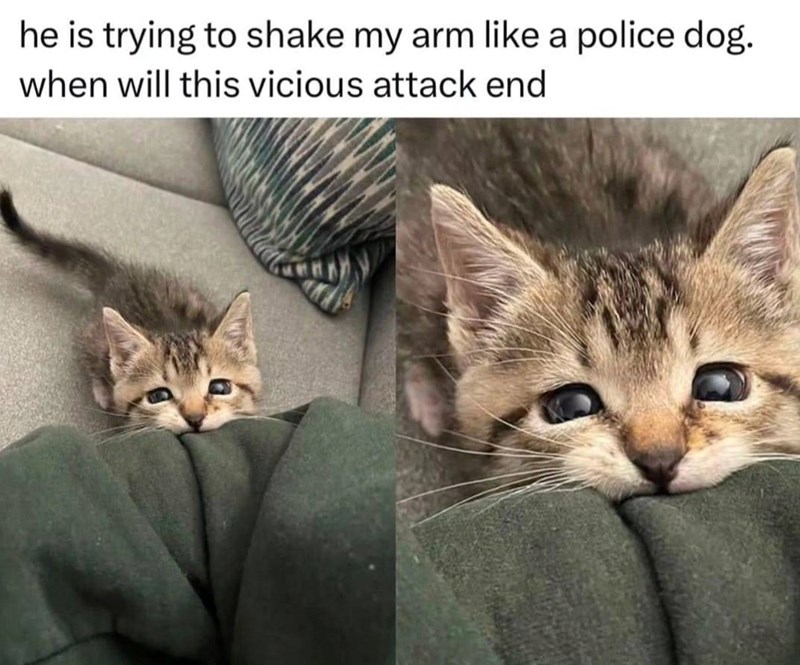 he is trying to shake my arm like a police dog. when will this vicious attack end