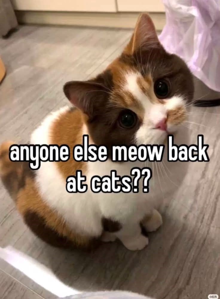 anyone else meow back at cats?? P