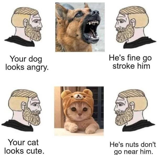 Your dog looks angry. He's fine go stroke him Your cat looks cute. He's nuts don't go near him.