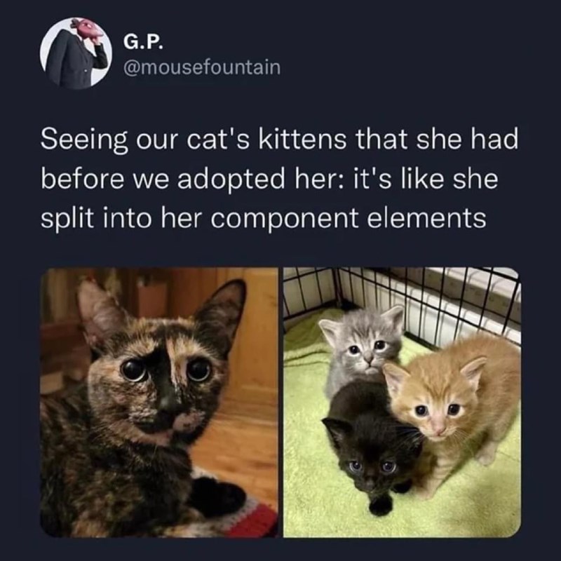 G.P. @mousefountain Seeing our cat's kittens that she had before we adopted her: it's like she split into her component elements
