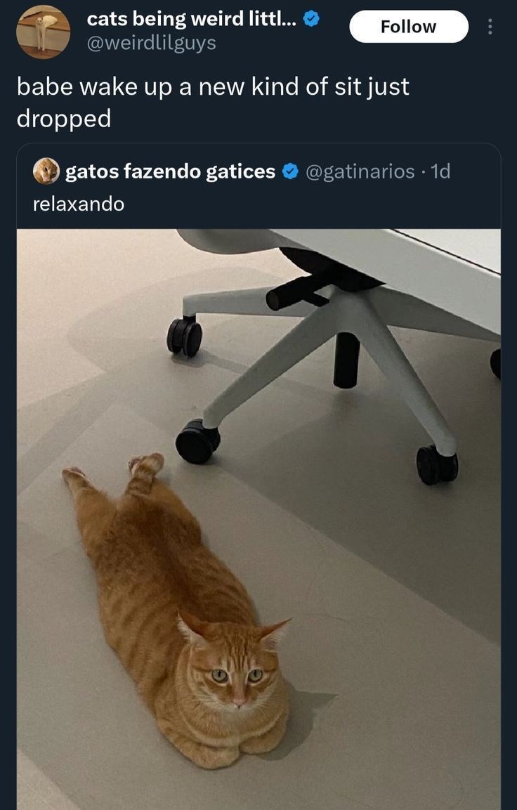 cats being weird littl... @weirdlilguys Follow babe wake up a new kind of sit just dropped gatos fazendo gatices relaxando @gatinarios 1d