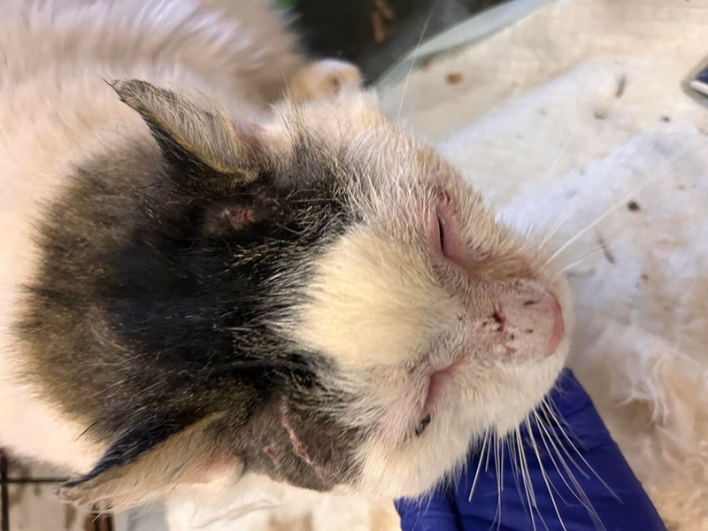 Cheezburger Image 10613117440