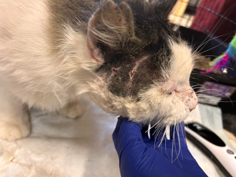 Cheezburger Image 10613117696