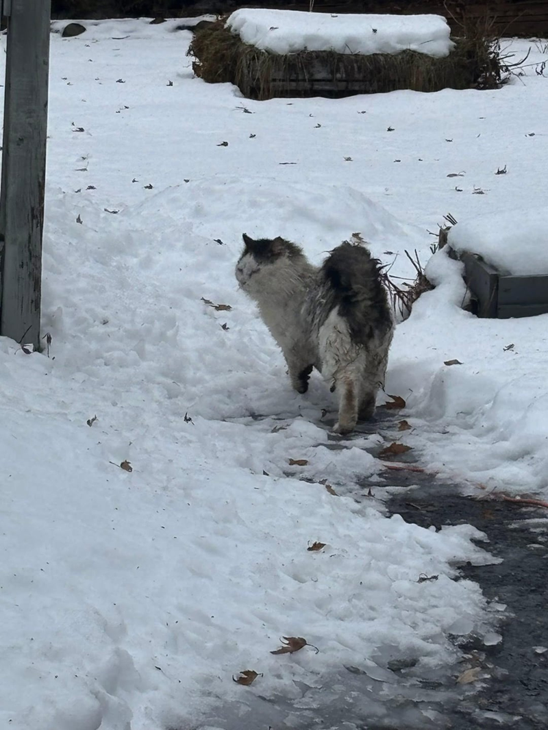 Cheezburger Image 10613118208