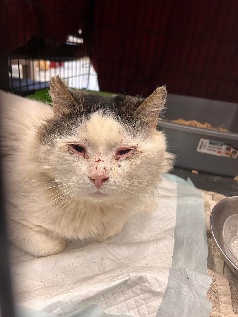 Cheezburger Image 10613118720