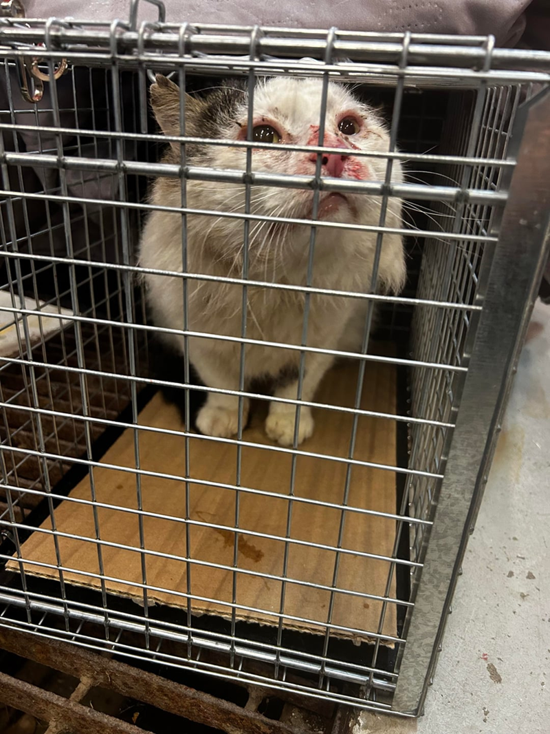 Cheezburger Image 10613119232