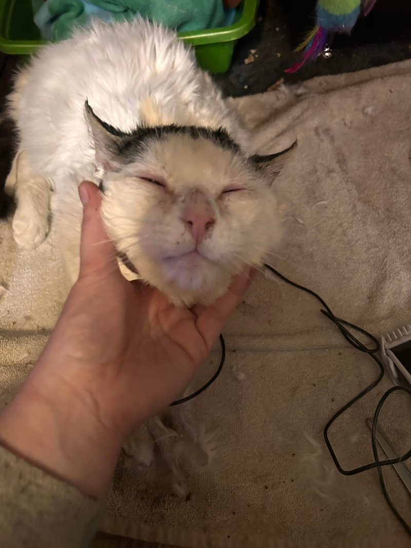 Cheezburger Image 10613123840