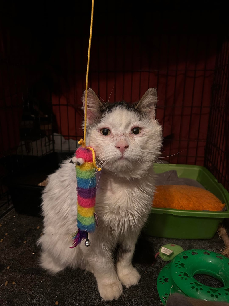 Cheezburger Image 10613124352