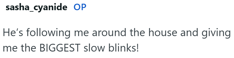 sasha_cyanide OP He's following me around the house and giving me the BIGGEST slow blinks!