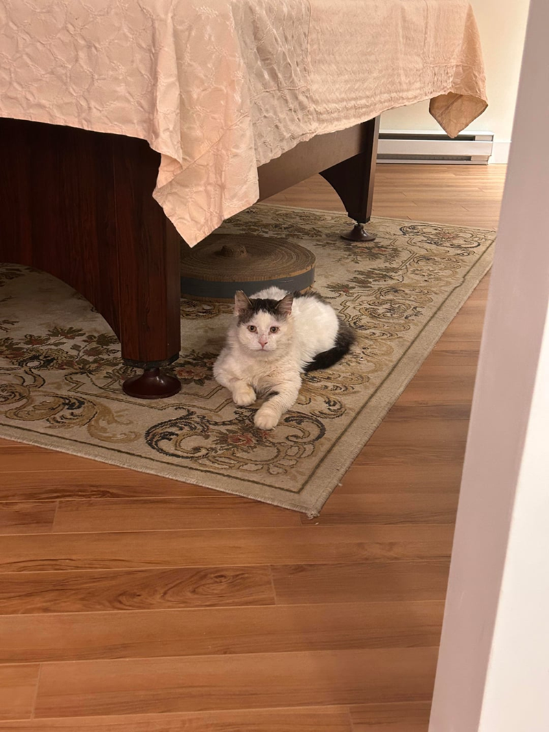 Cheezburger Image 10613126656