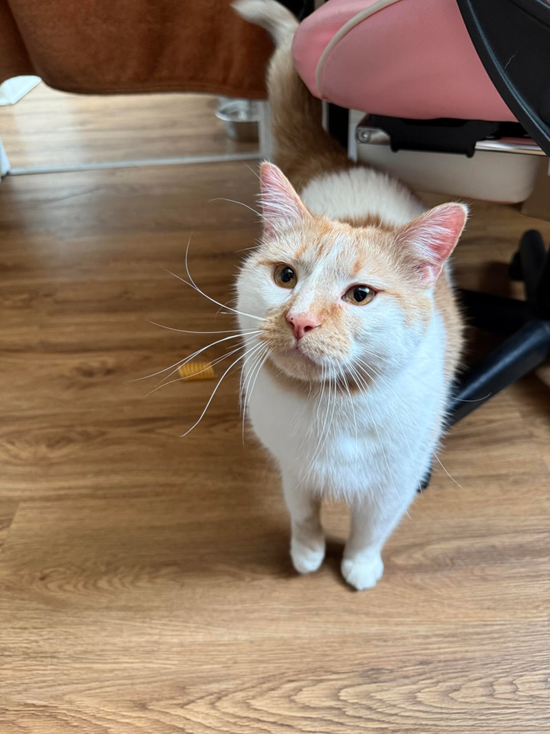 Cheezburger Image 10613127424