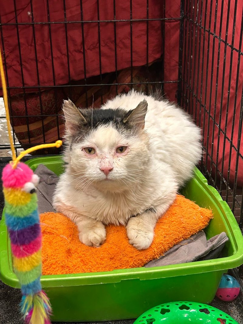 Cheezburger Image 10613128704