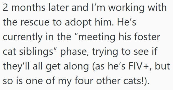 2 months later and I'm working with the rescue to adopt him. He's currently in the "meeting his foster cat siblings” phase, trying to see if they'll all get along (as he's FIV+, but so is one of my four other cats!).