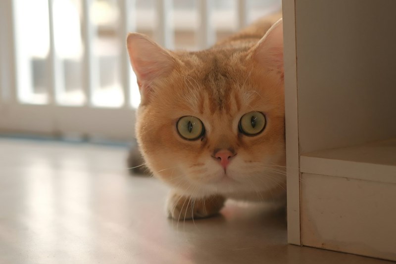 Picture of a focused cat peeking from behind furniture. 