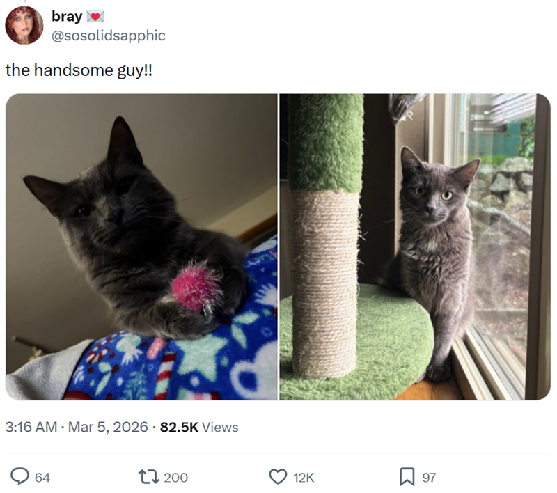 bray @sosolidsapphic the handsome guy!! 3:16 AM · Mar 5, 2026 82.5K Views 64 17 200 12K ធ 97