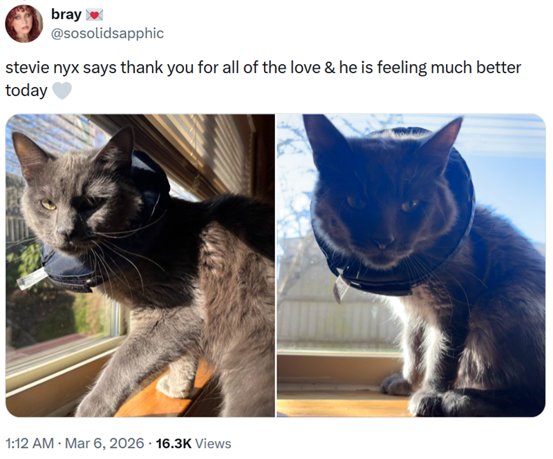 bray @sosolidsapphic stevie nyx says thank you for all of the love & he is feeling much better today 1:12 AM · Mar 6, 2026 16.3K Views