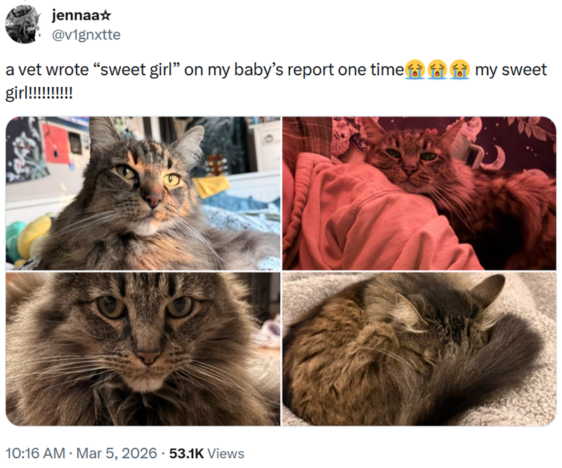 jennaa☆ @v1gnxtte a vet wrote "sweet girl" on my baby's report one time girl!!!!!!!!!! 10:16 AM · Mar 5, 2026 53.1K Views my sweet