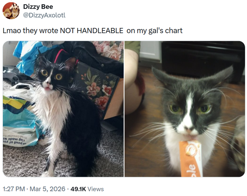 м әреш безе ok jo pro Dizzy Bee @DizzyAxolotl Lmao they wrote NOT HANDLEABLE on my gal's chart y 1:27 PM · Mar 5, 2026 49.1K Views le