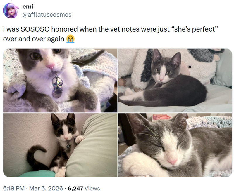 emi @afflatuscosmos i was SOSOSO honored when the vet notes were just “she's perfect” over and over again 6:19 PM · Mar 5, 2026 6,247 Views