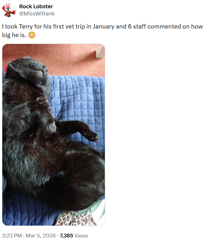 Rock Lobster @MissWittank I took Terry for his first vet trip in January and 6 staff commented on how big he is. 3:23 PM · Mar 5, 2026 7,385 Views
