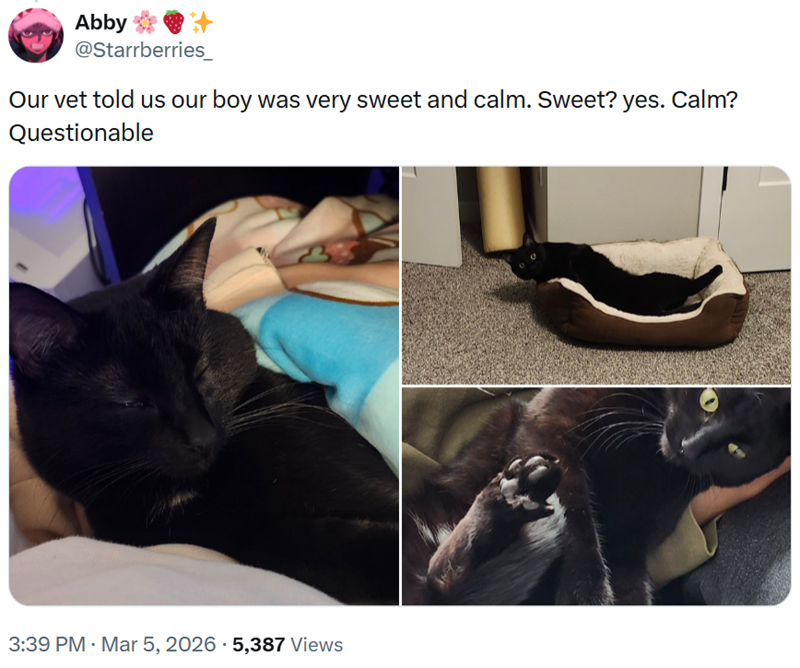 Abby @Starrberries_ Our vet told us our boy was very sweet and calm. Sweet? yes. Questionable 3:39 PM Mar 5, 2026 5,387 Views Calm?