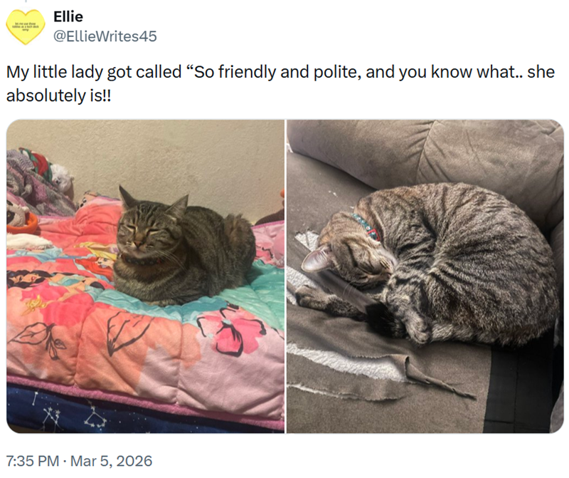 Ellie @EllieWrites45 My little lady got called "So friendly and polite, and you know what.. she absolutely is!! 7:35 PM · Mar 5, 2026