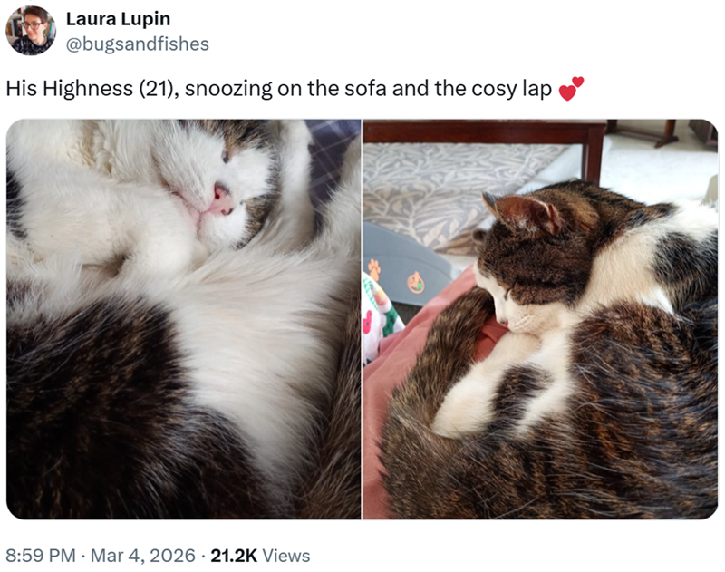 Laura Lupin @bugsandfishes His Highness (21), snoozing on the sofa and the cosy lap 8:59 PM Mar 4, 2026 21.2K Views