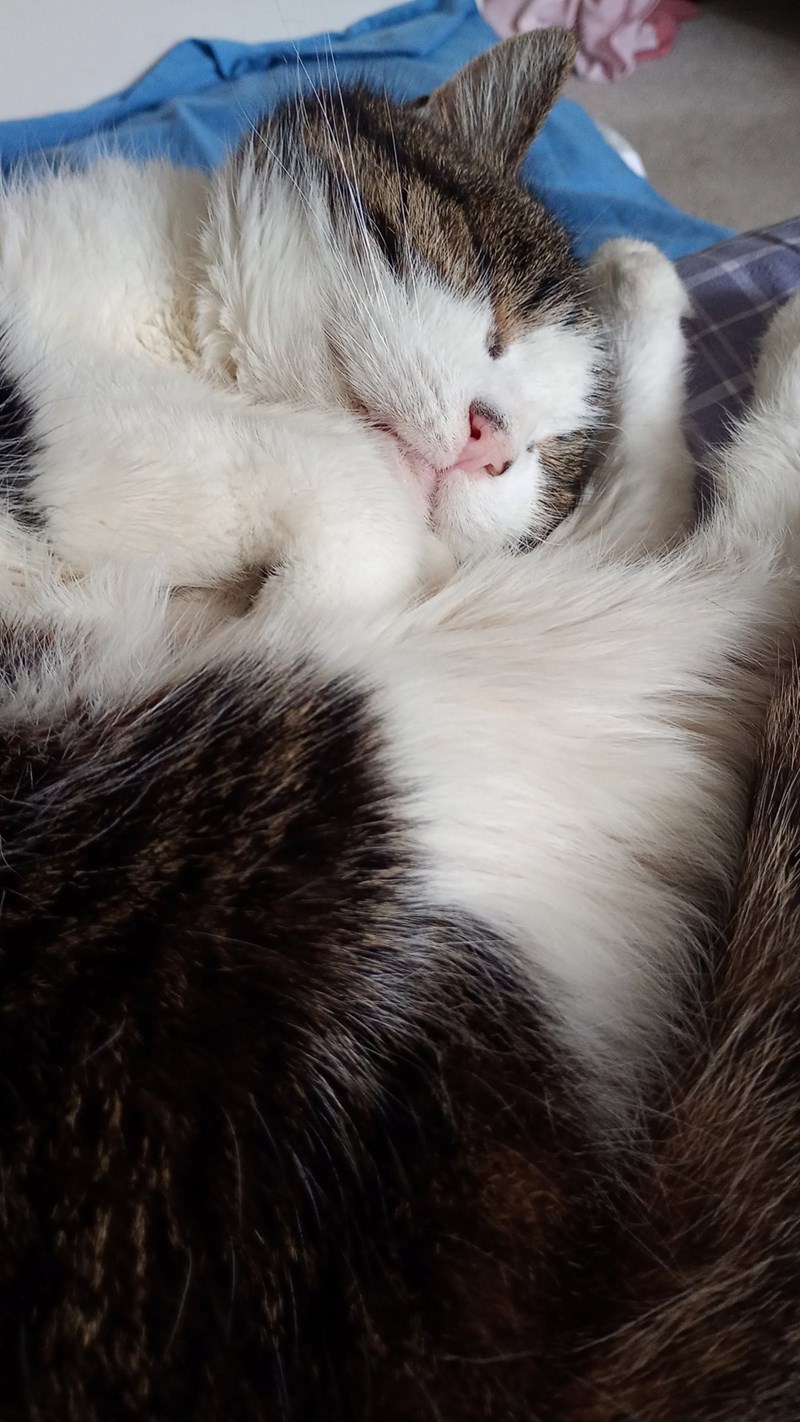 Cheezburger Image 10613150208