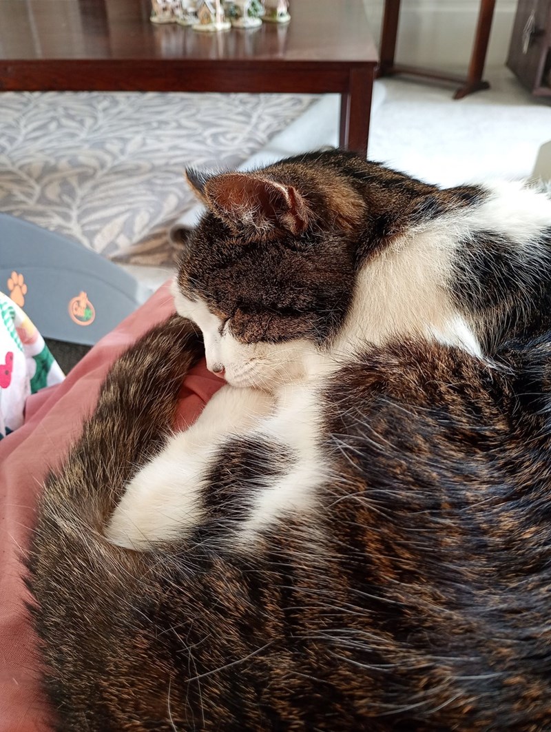 Cheezburger Image 10613150464