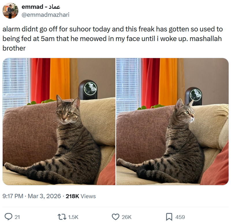عماد - emmad @emmadmazhari alarm didnt go off for suhoor today and this freak has gotten so used to being fed at 5am that he meowed in my face until i woke up. mashallah brother 9:17 PM Mar 3, 2026 218K Views 21 1.5K 26K ☐ 459