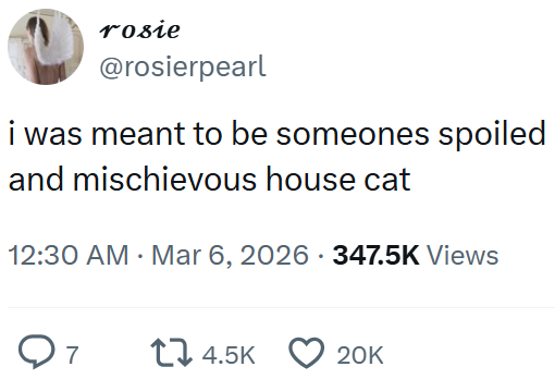 rosie @rosierpearl i was meant to be someones spoiled and mischievous house cat 12:30 AM Mar 6, 2026 347.5K Views От 14.5K 20K