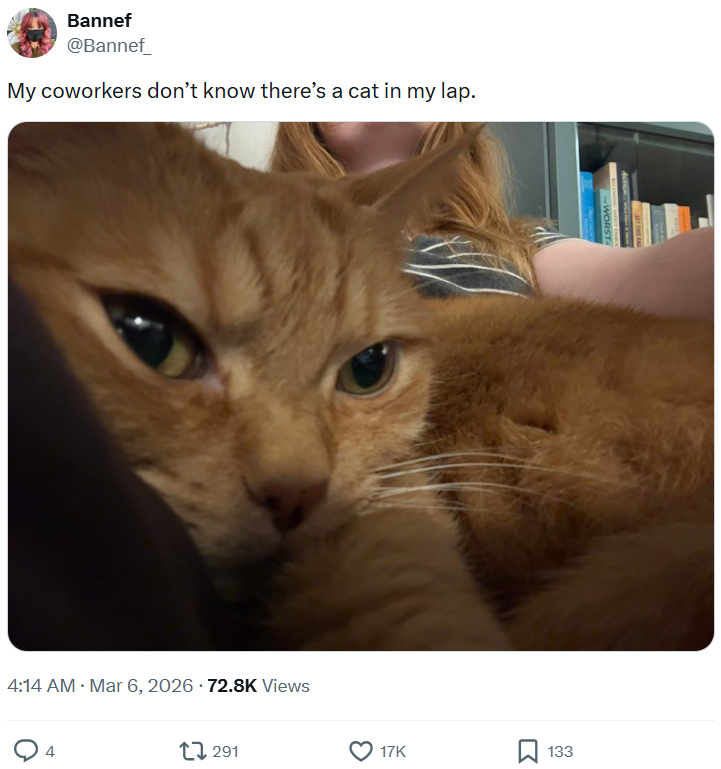 Bannef @Bannef_ My coworkers don't know there's a cat in my lap. . 4:14 AM · Mar 6, 2026 72.8K Views . 4 291 17K 133