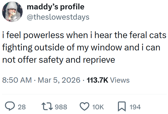 maddy's profile @theslowestdays i feel powerless when i hear the feral cats fighting outside of my window and i can not offer safety and reprieve 8:50 AM · Mar 5, 2026 113.7K Views • ○ 28 17988 10K ☐ 194