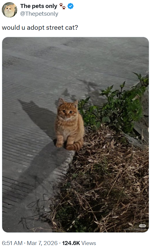 The pets only @Thepetsonly would u adopt street cat? 6:51 AM · Mar 7, 2026 124.6K Views ean
