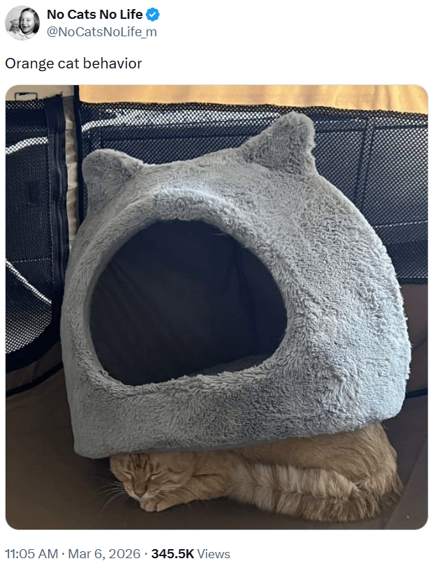 No Cats No Life @NoCatsNoLife_m Orange cat behavior 11:05 AM · Mar 6, 2026 345.5K Views .