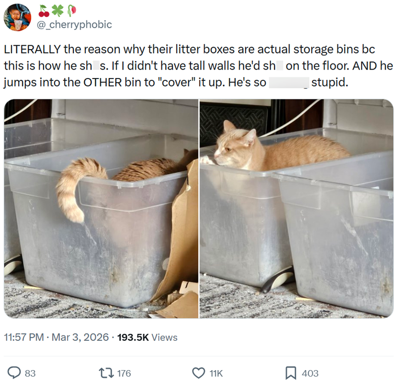 @_cherryphobic LITERALLY the reason why their litter boxes are actual storage bins bc this is how he sh_s. If I didn't have tall walls he'd sh on the floor. AND he jumps into the OTHER bin to "cover" it up. He's so stupid. 11:57 PM · Mar 3, 2026 193.5K Views 83 176 11K 403
