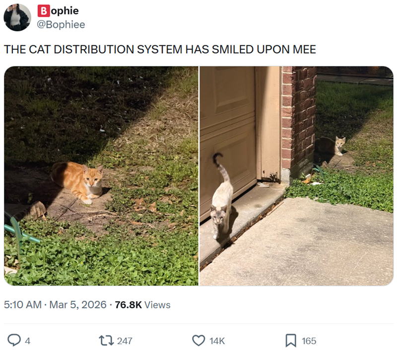 Bophie @Bophiee THE CAT DISTRIBUTION SYSTEM HAS SMILED UPON MEE 5:10 AM · Mar 5, 2026 -76.8K Views 4 17247 14K 165
