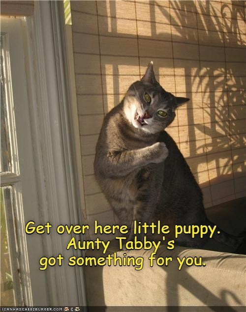 Cheezburger Image 10613159936