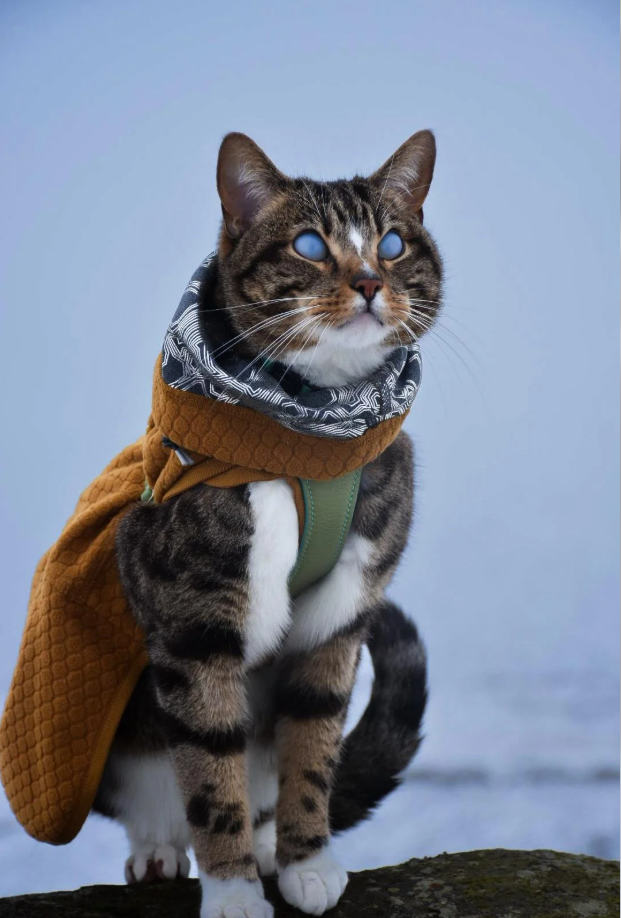 Cheezburger Image 10613161984