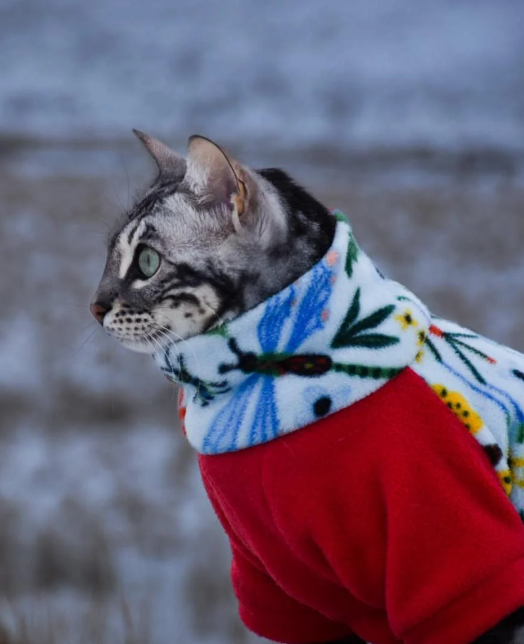 Cheezburger Image 10613162240