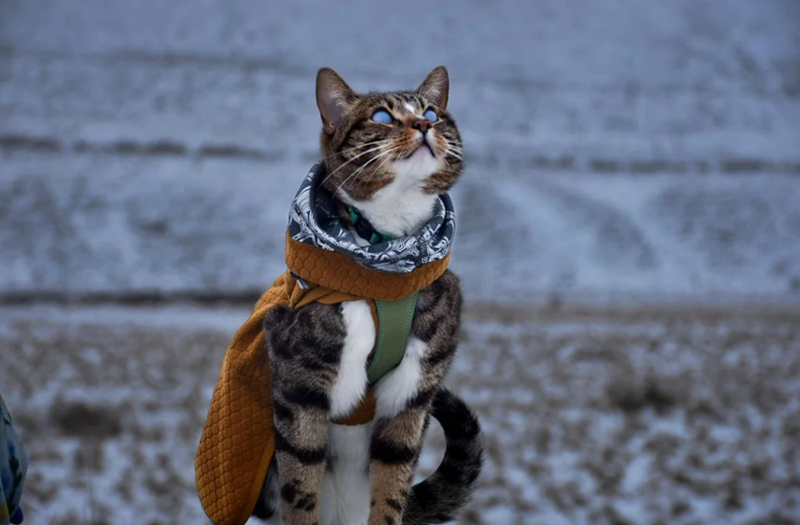 Cheezburger Image 10613162752