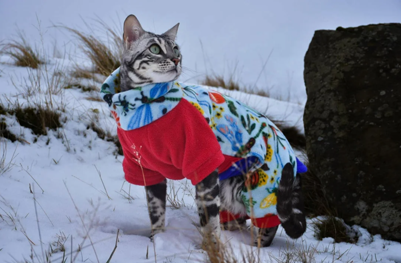 Cheezburger Image 10613163264